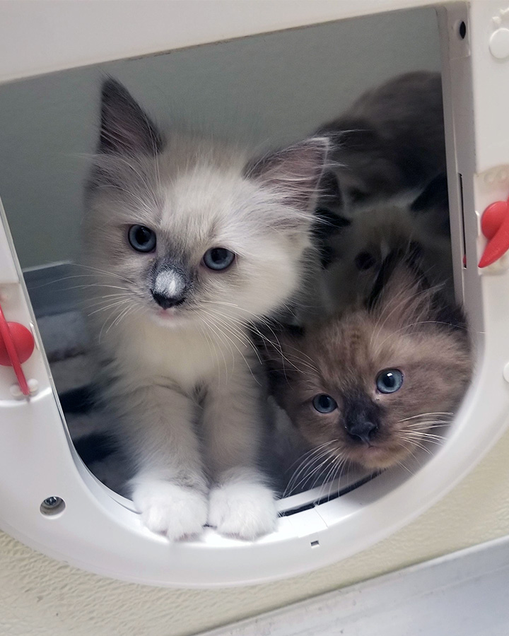 Ragdoll Cat on scratcher